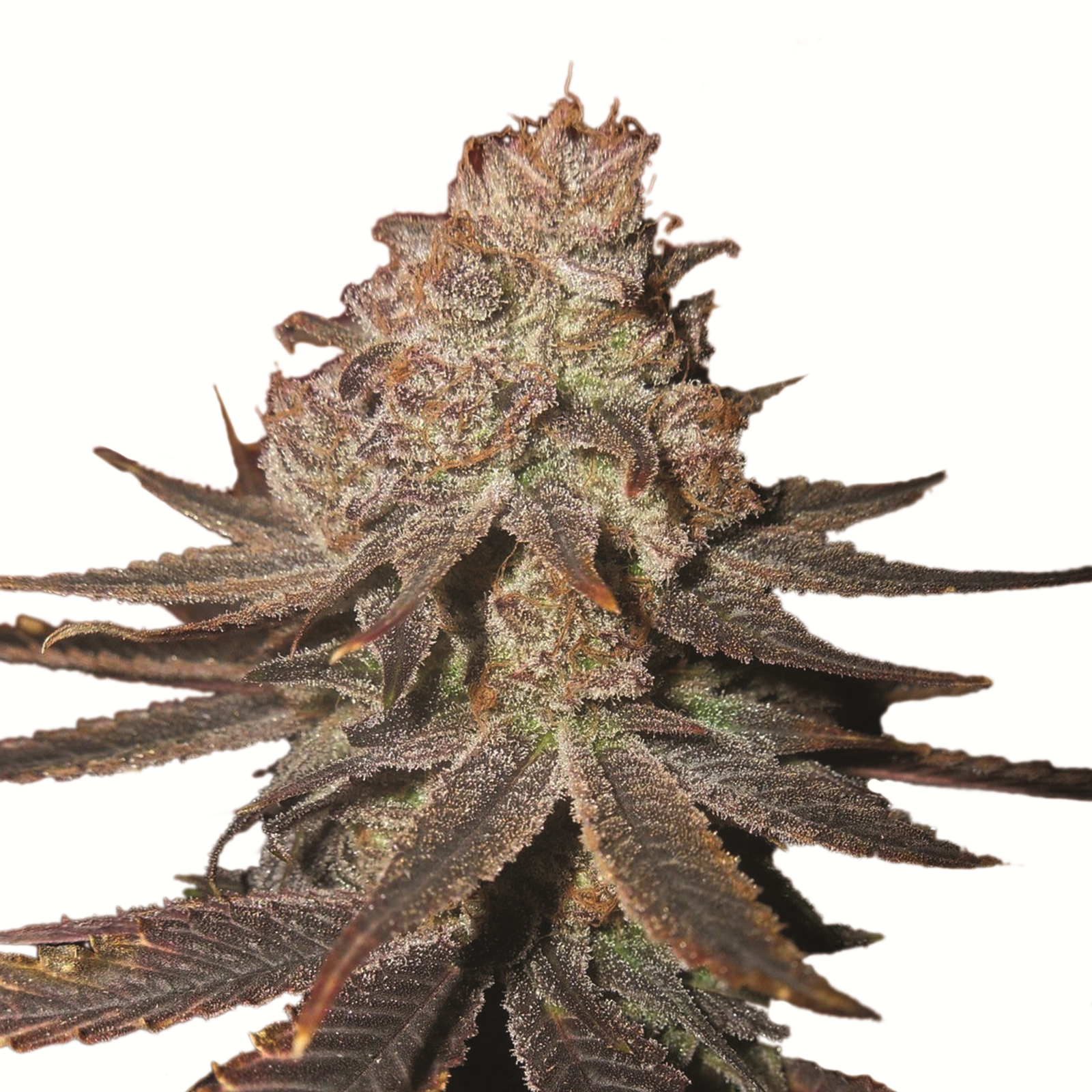 Blueberry Auto