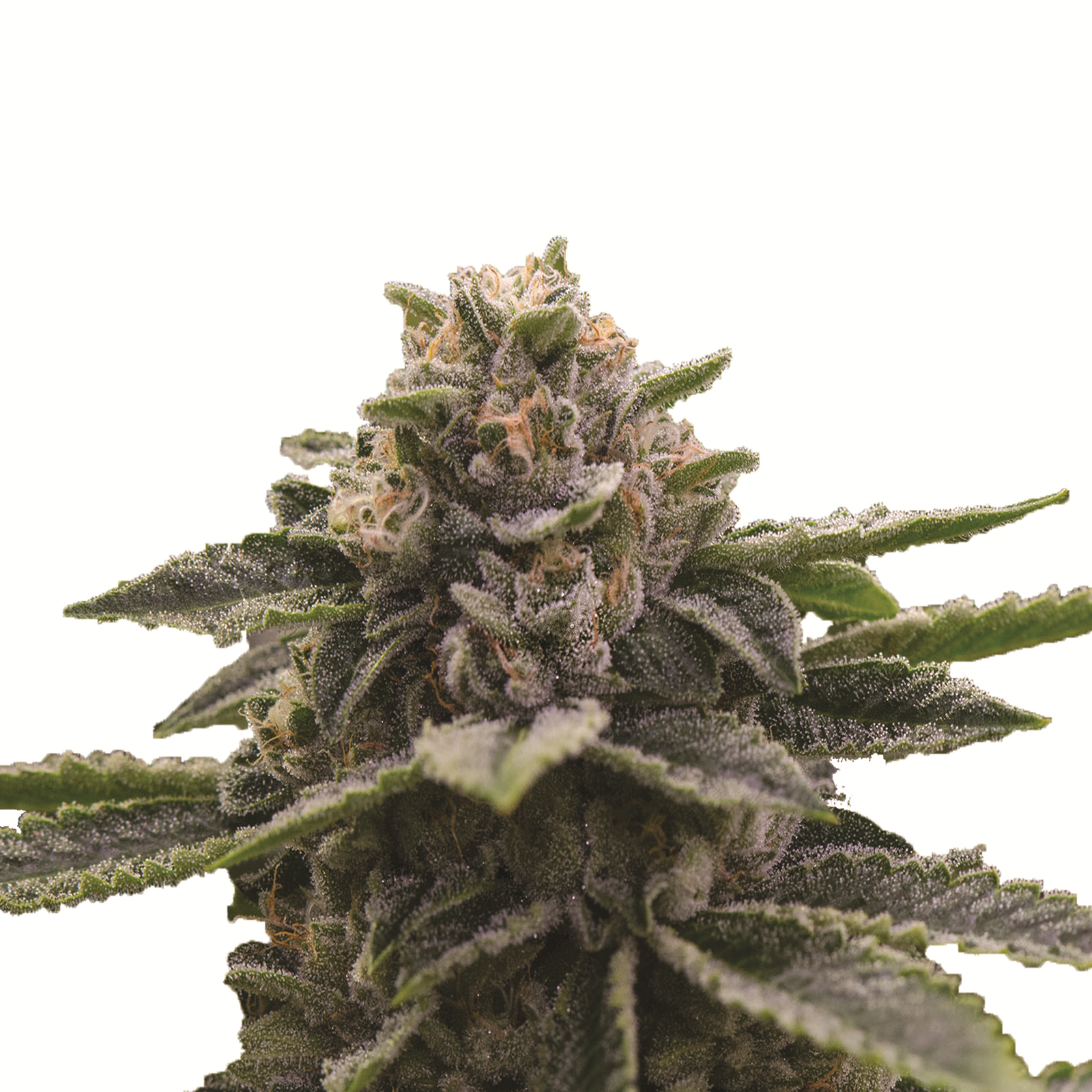 Girl Scout Cookies Fem