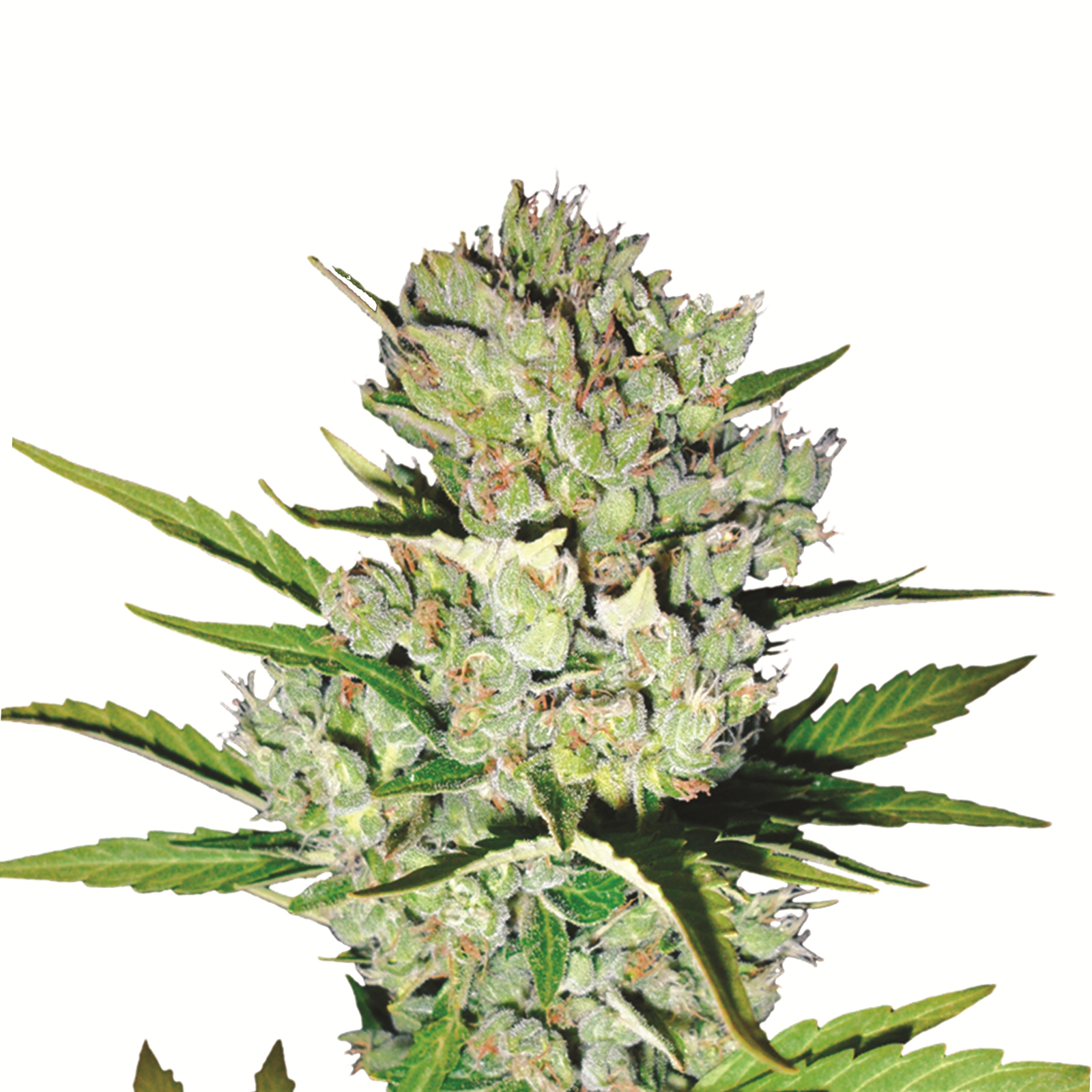 Skunk #1 Auto