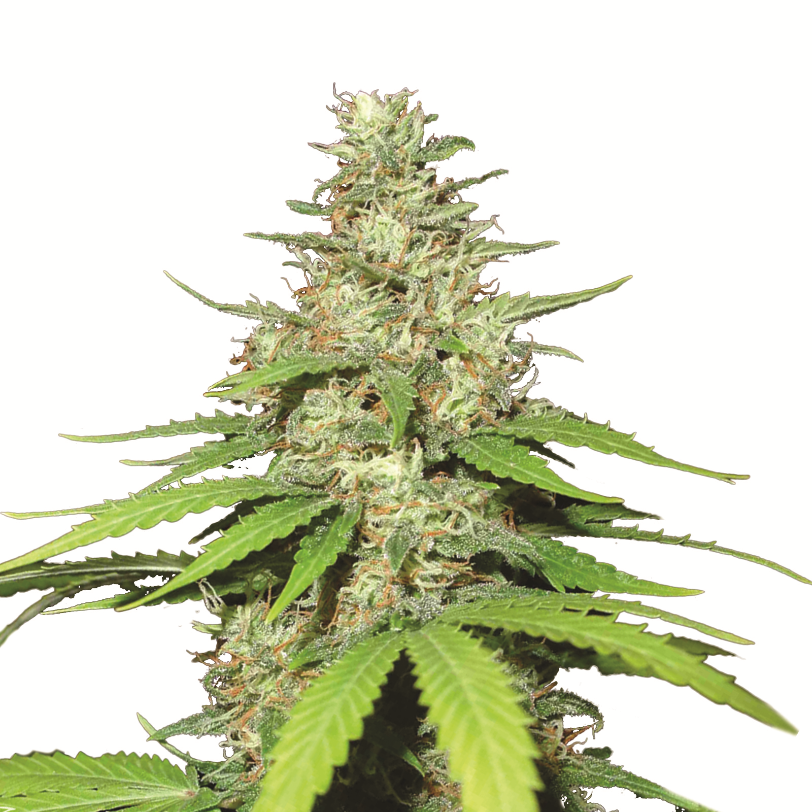 Top-44 Auto