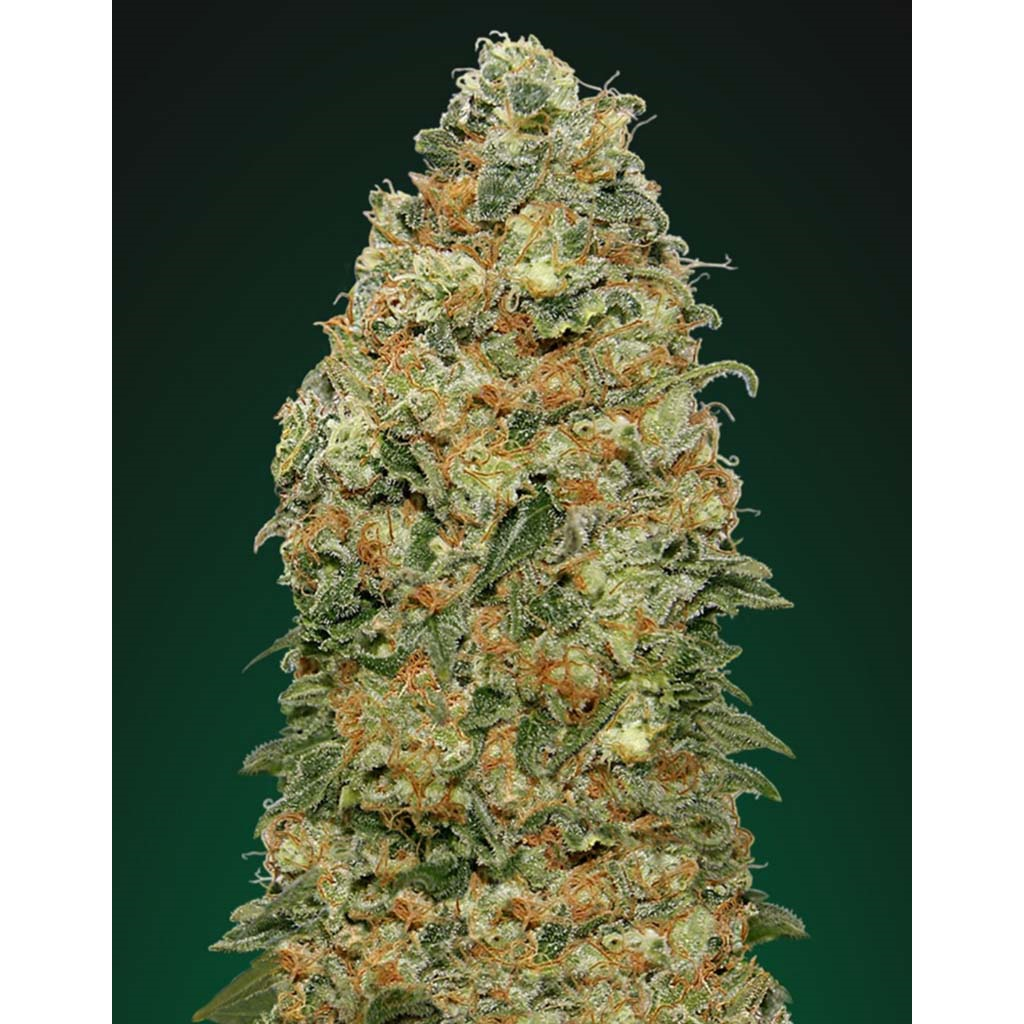 White Widow Fem