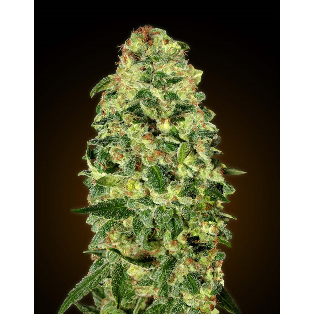 Auto California Kush