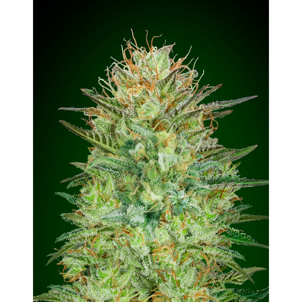 Auto Cheese Berry