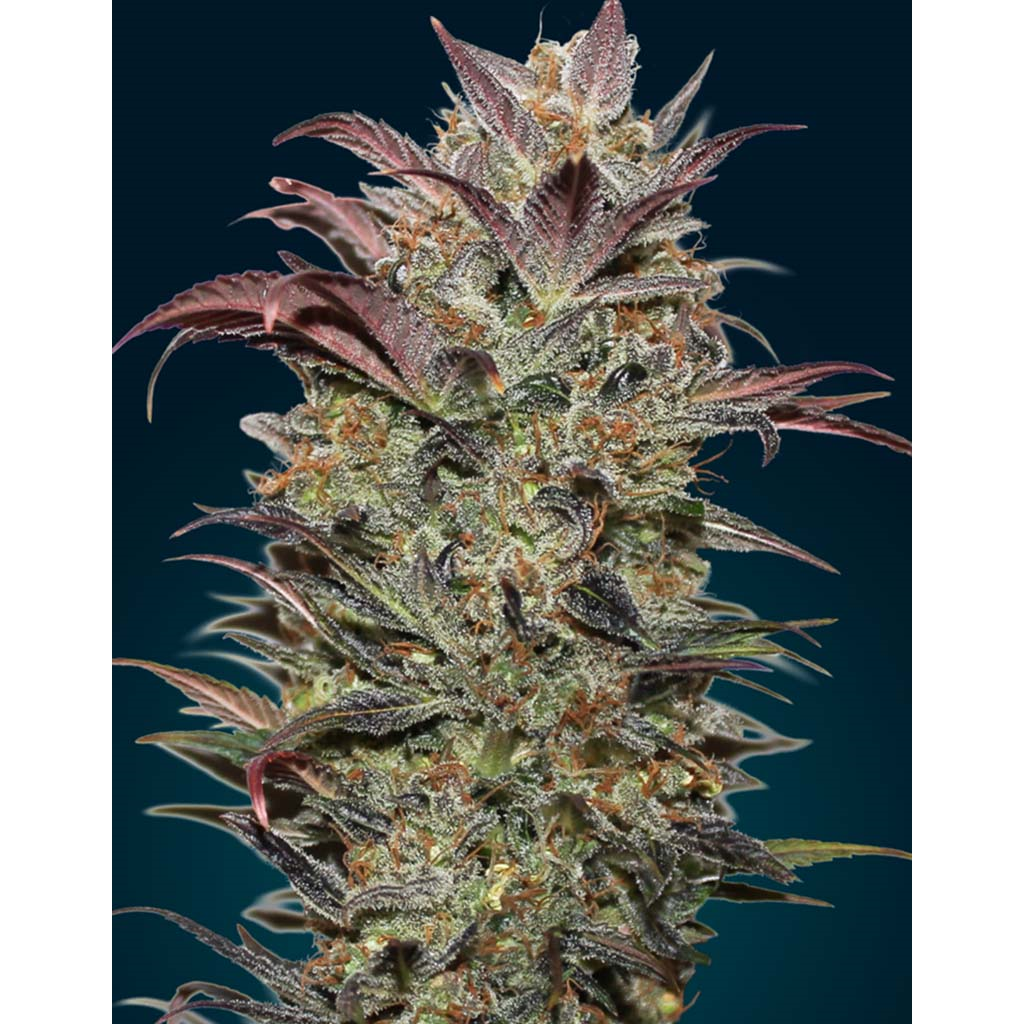 Auto Chocolate Cream