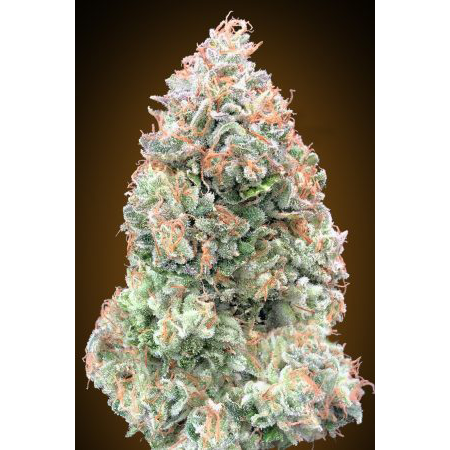 Auto Chocolate Skunk XXL