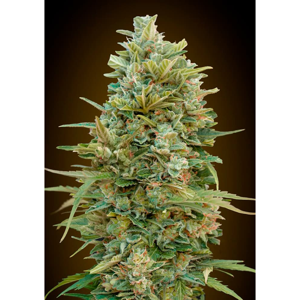 Auto Do-Si-Dos Cookies