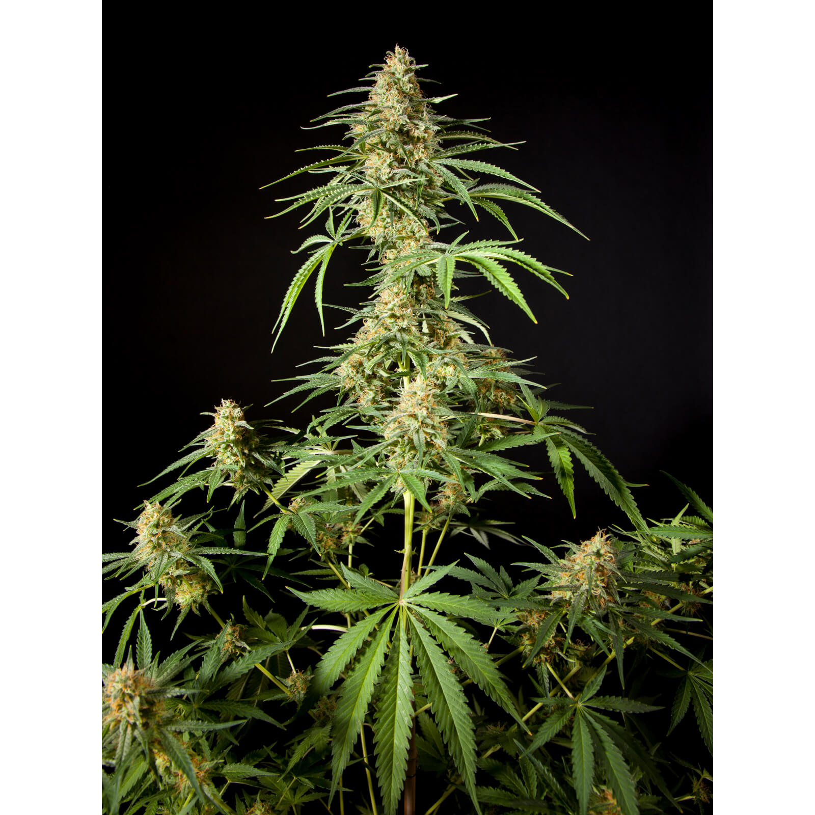 Philo Skunk Fem
