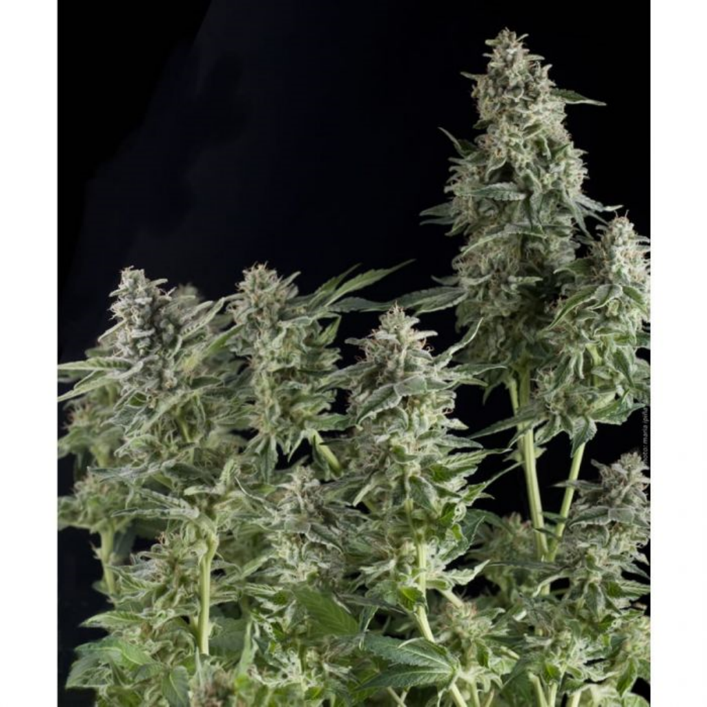 Auto Northern Lights