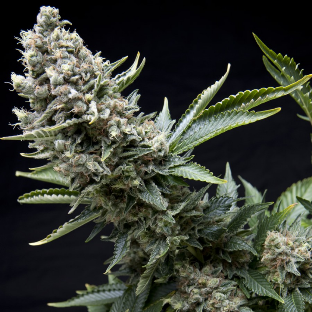 White Widow