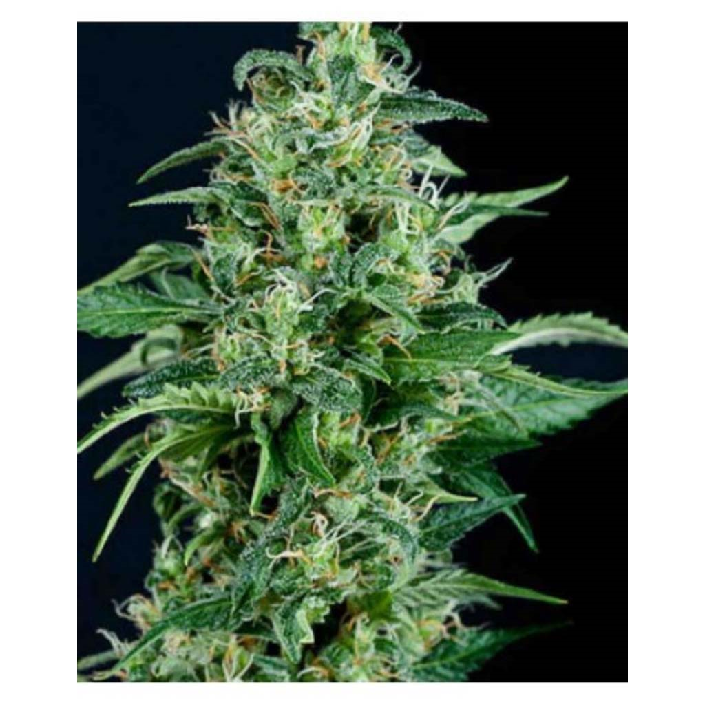 Auto Kryptonite