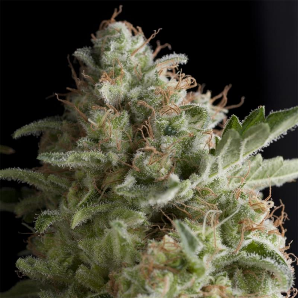 Auto American Pie