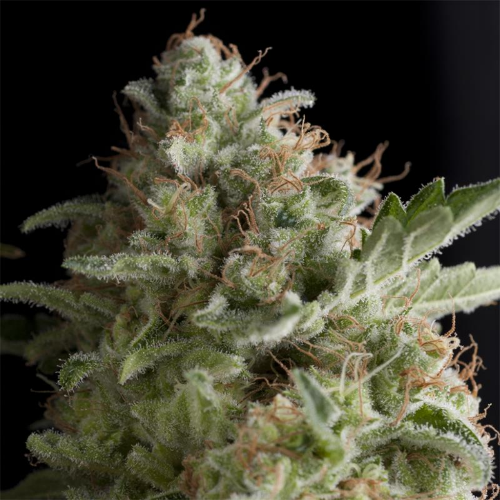 Auto Super OG Kush