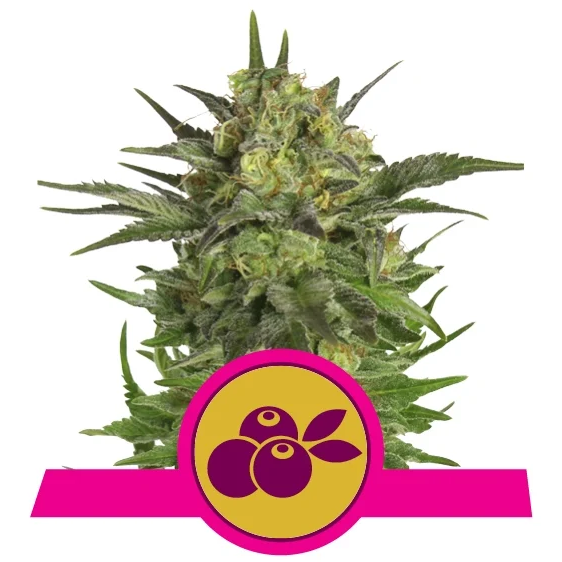 Haze Berry Fem