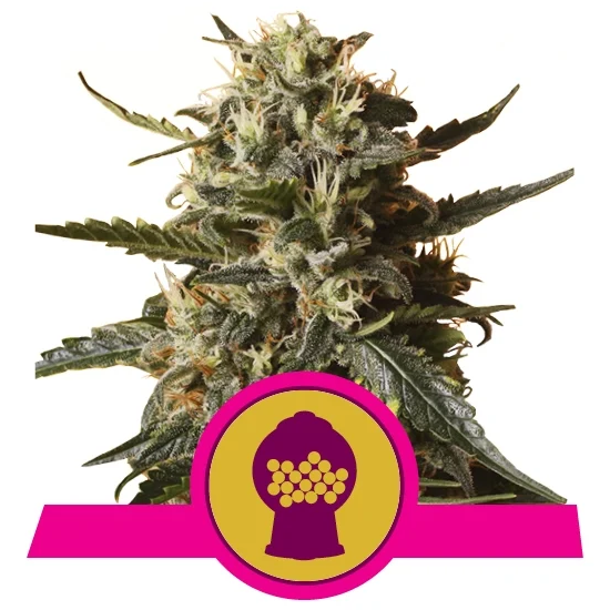 Bubblegum XL Fem