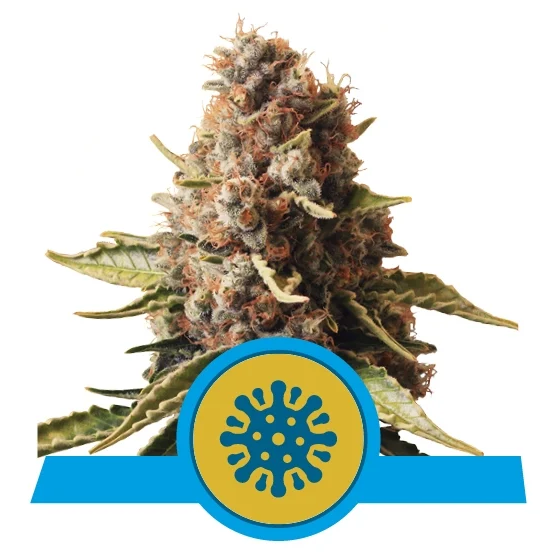 Euphoria CBD Fem