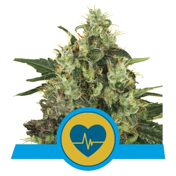 Medical Mass CBD Fem