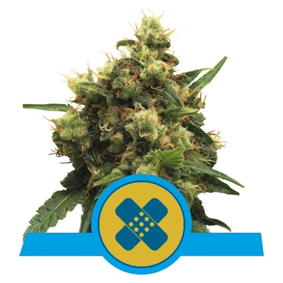 Painkiller XL CBD Fem