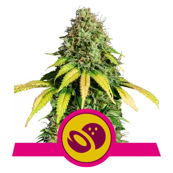 Somango XL Fem