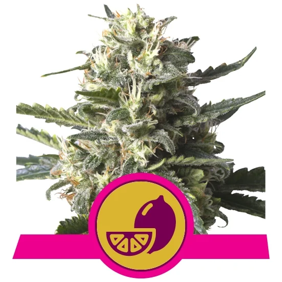 Lemon Shining Silver Haze Fem