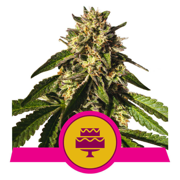 Wedding Gelato USA Premium Fem