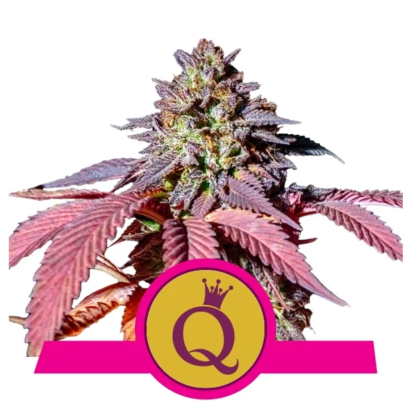 Purple Queen USA Premium Fem