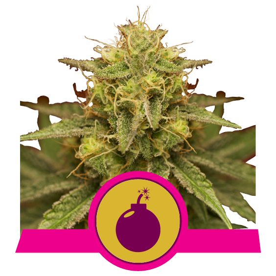 Royal Domina Fem