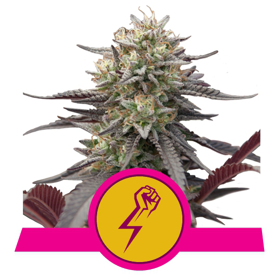 Green Crack Punch USA Premium Fem