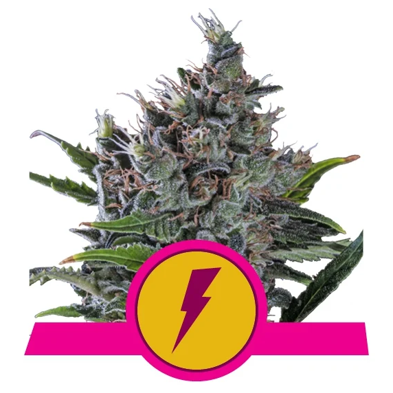 North Thunderfuck USA Premium Fem