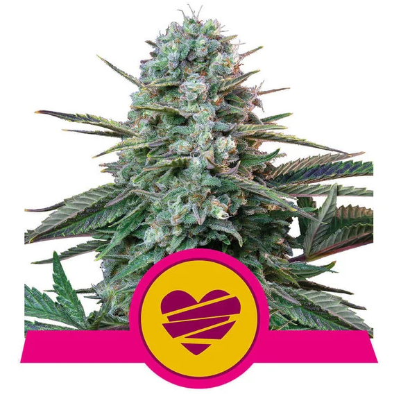 Wedding Crasher USA Premium Fem