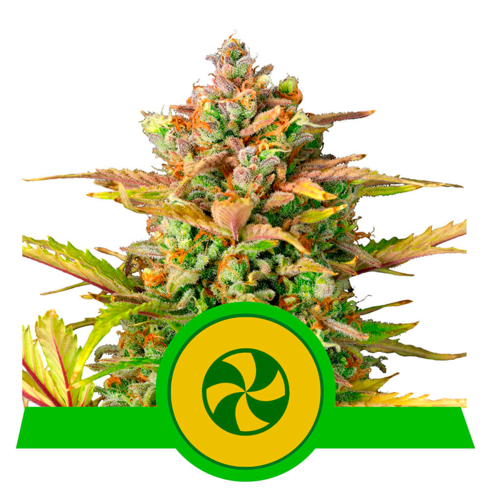 Sweet ZZ Auto USA Premium