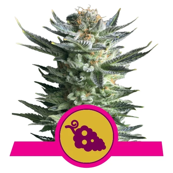 Fruit Spirit Fem