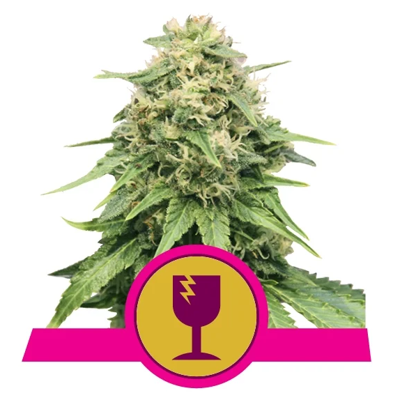 Critical Fem