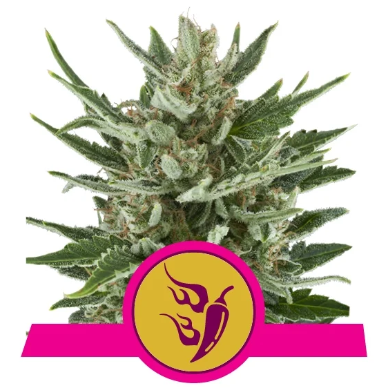 Speedy Chile Fast Version Fem
