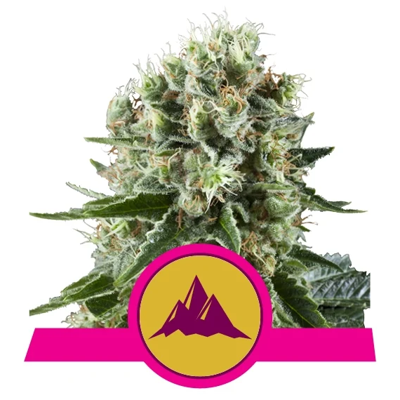 Critical Kush Fem