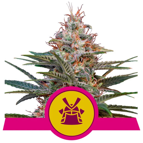 Royal Cookies USA Premium Fem