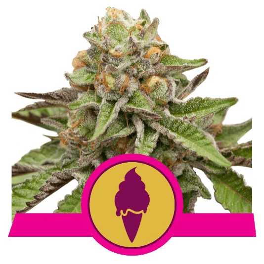 Green Gelato USA Premium Fem