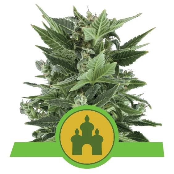 Royal Kush Auto