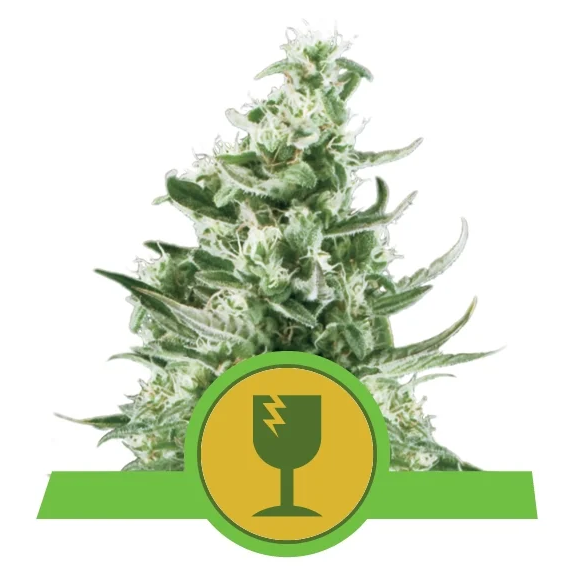 Royal Critical Auto