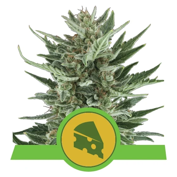 Royal Cheese Auto