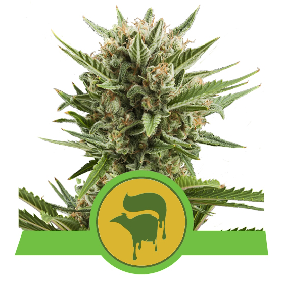 Sweet Skunk Auto