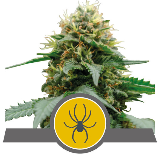 White Widow Reg
