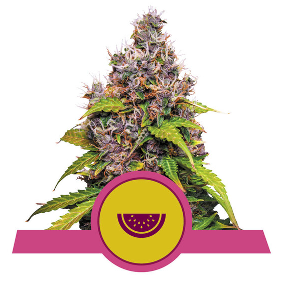 Watermelon USA Premium Fem