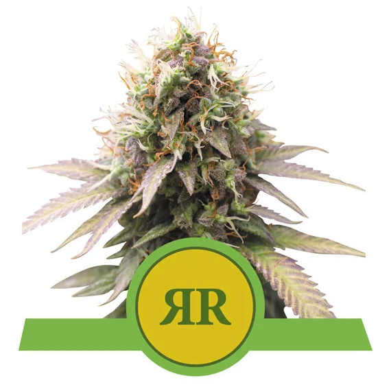 Royal Runtz Auto USA Premium