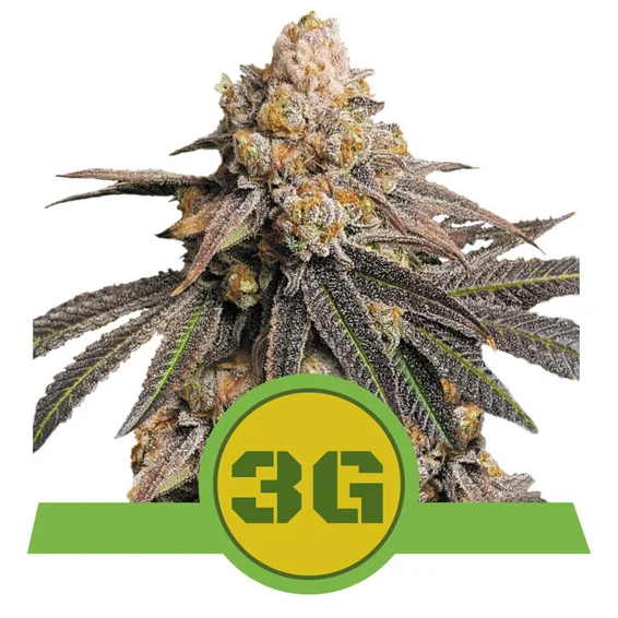 Triple G Auto USA Premium