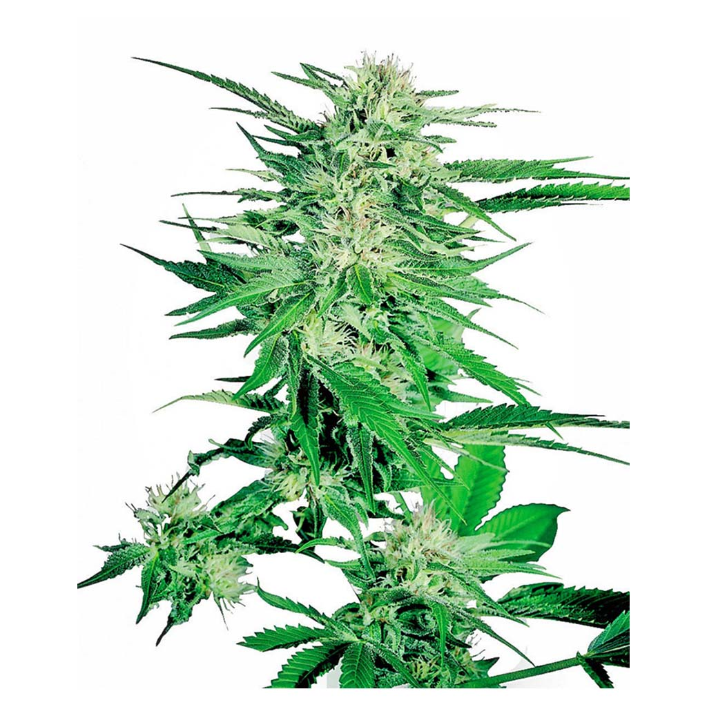 Big Bud Fem