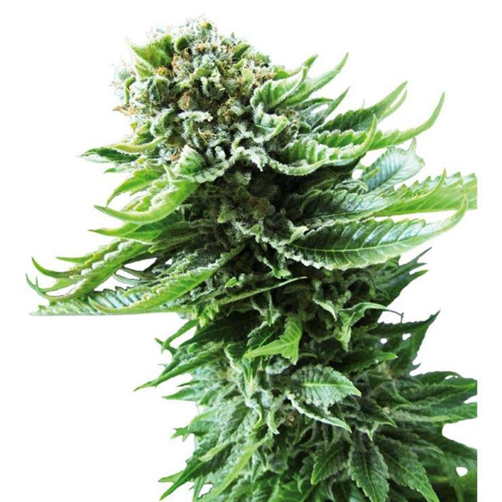 Northern Lights Auto