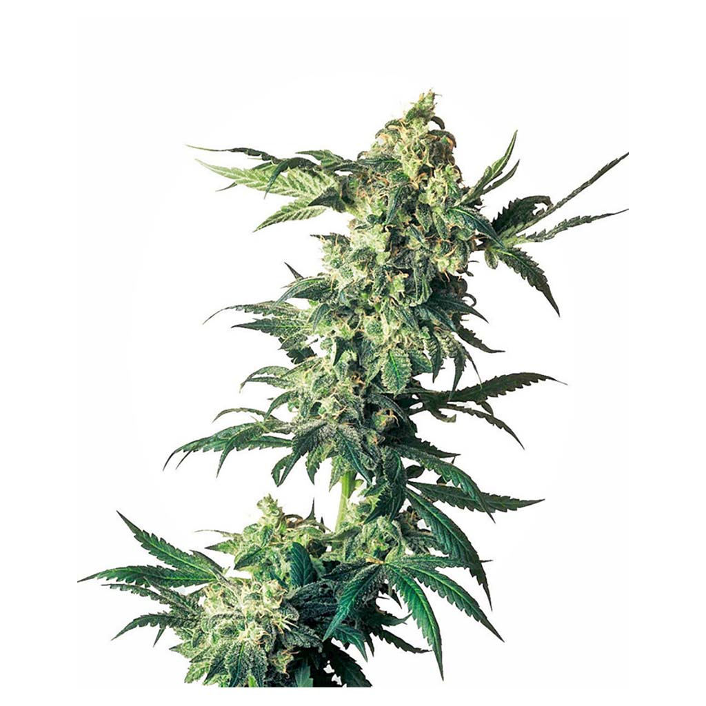 Northern Lights Fem