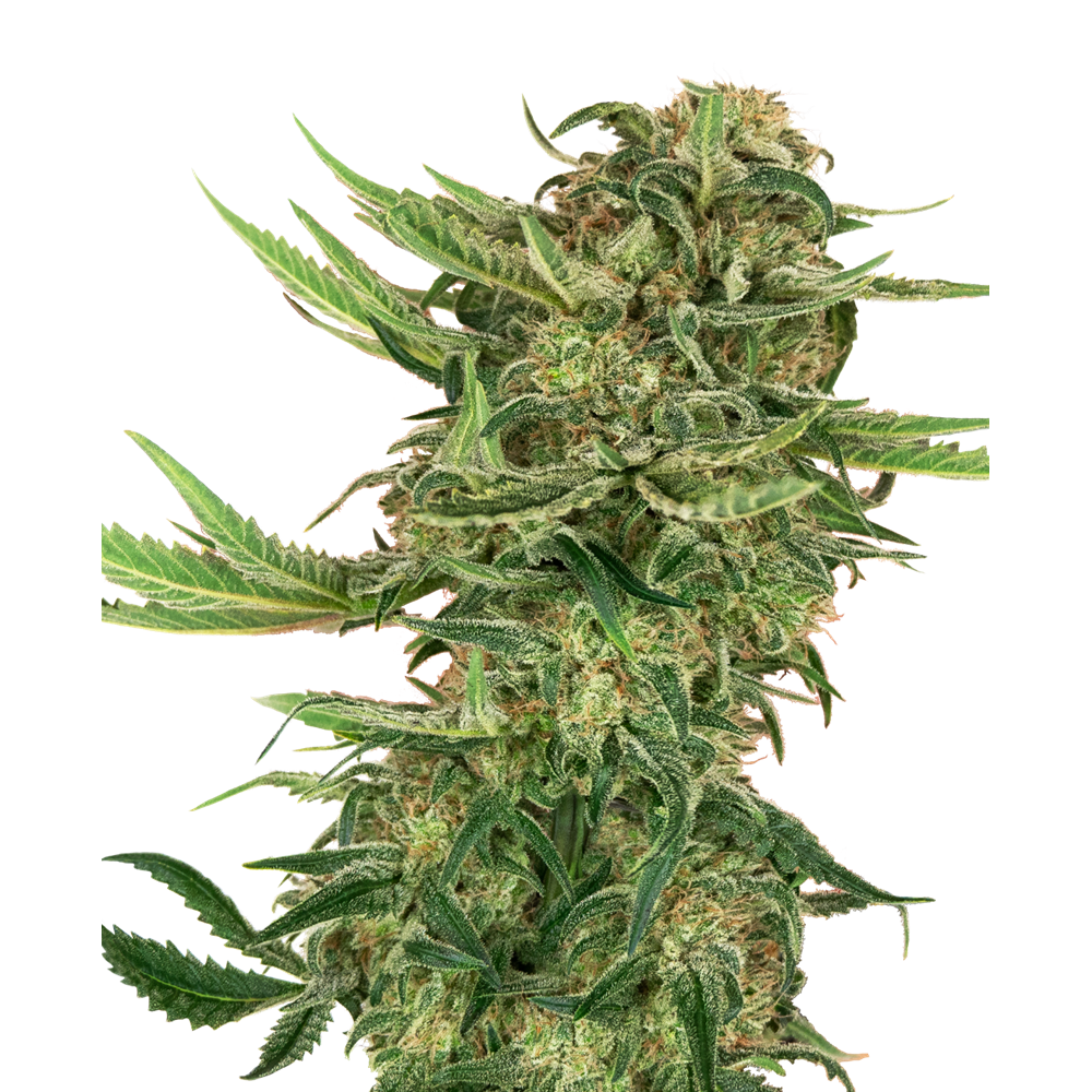 N13 Kush Fem