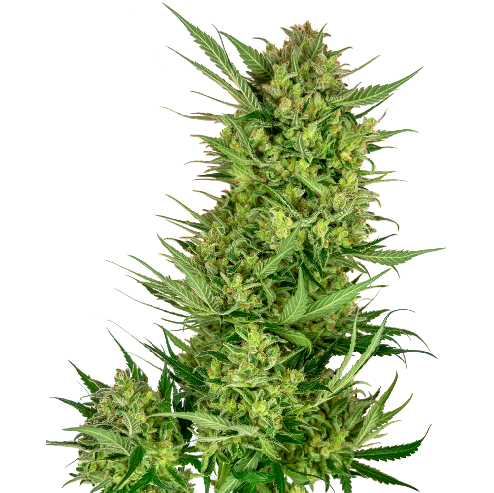 Buttercream Gelato Fem