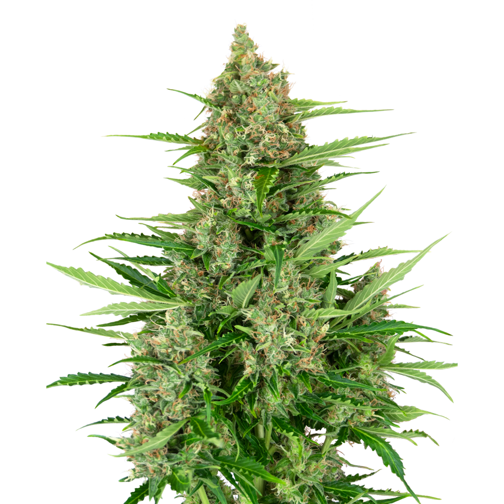 Double Kush Cake Auto